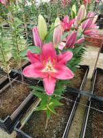 [4599 VZ W07 0198-02 No01.JPG]